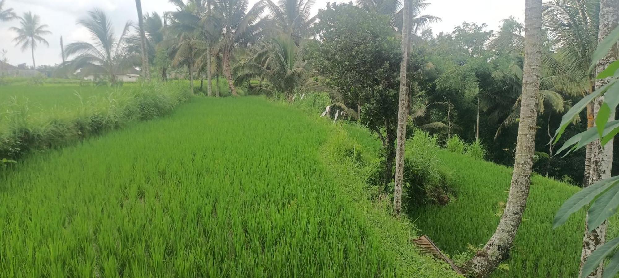 Ferienwohnung Lingkung Park Tetebatu Exterior foto